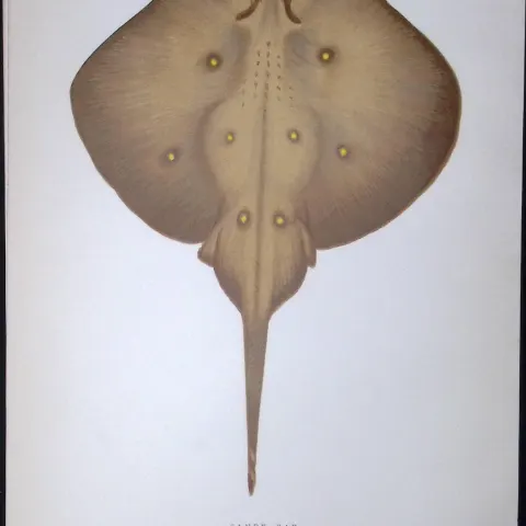 Sandy Ray Fish Scarce Antique 1877 J. Couch Woodblock Engraving-108