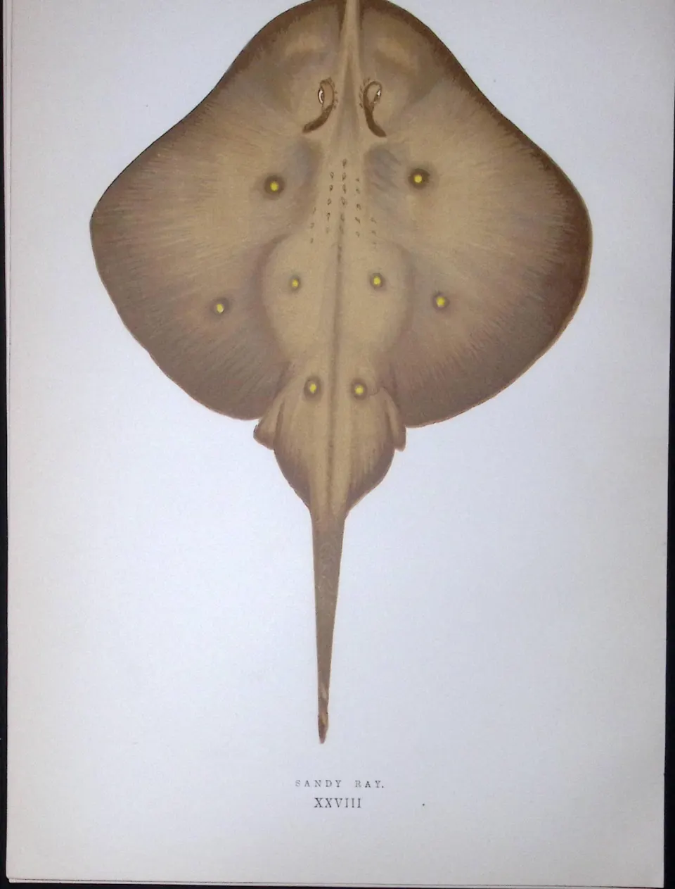 Sandy Ray Fish Scarce Antique 1877 J. Couch Woodblock Engraving-108