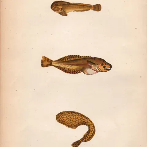 Montagu’s ,Network, Sucker Antique Johnathan Couch Fish Engraving.