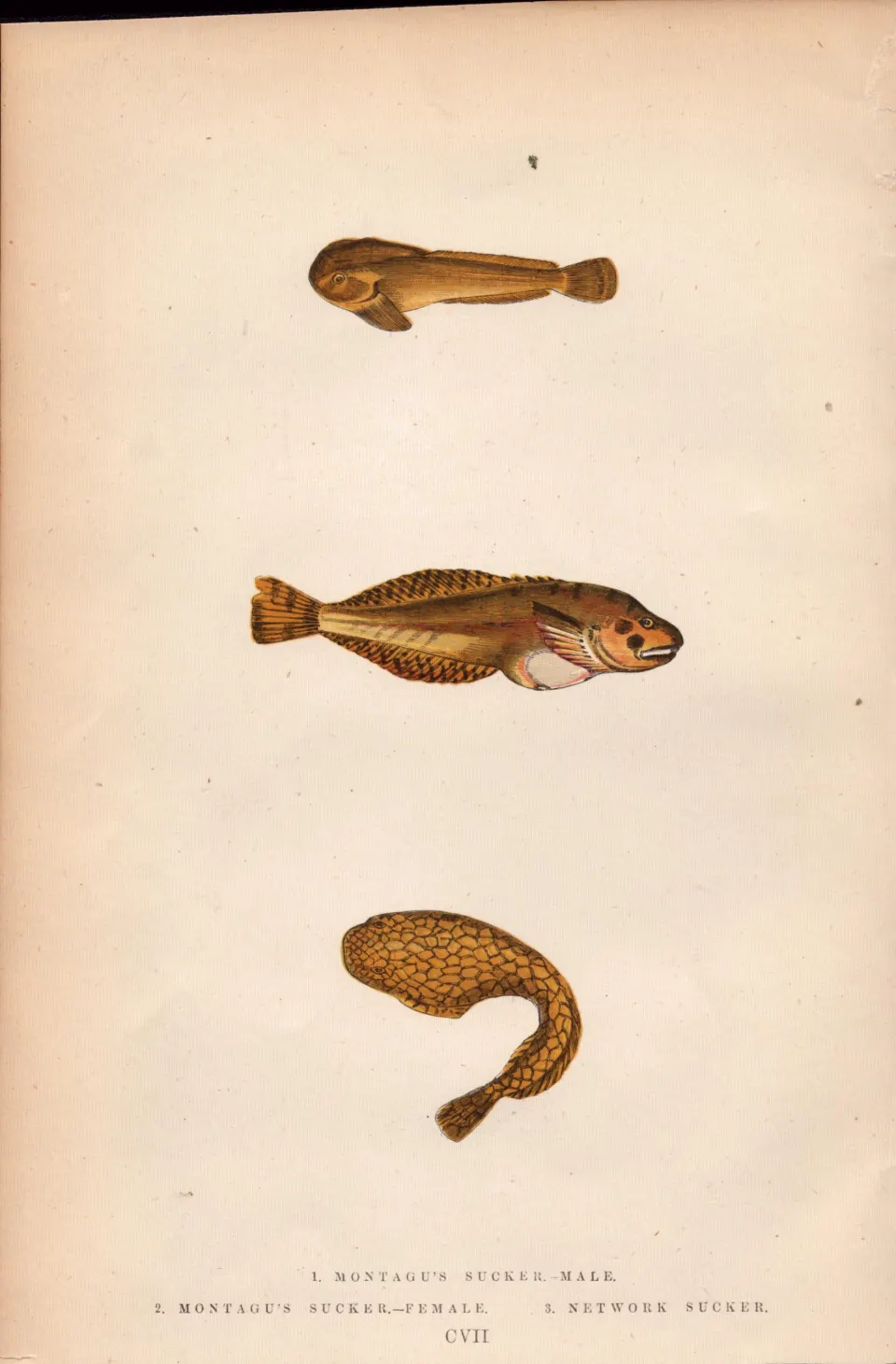Montagu’s ,Network, Sucker Antique Johnathan Couch Fish Engraving.