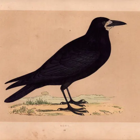 Rook Rev Morris Antique History of British Birds 170 Years-Old  Engraving.