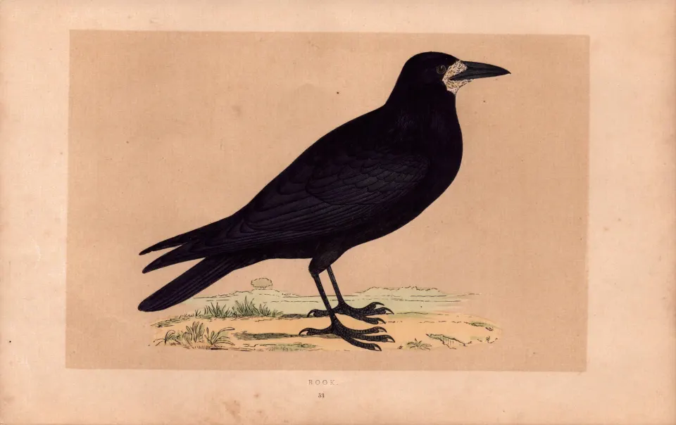 Rook Rev Morris Antique History of British Birds 170 Years-Old  Engraving.