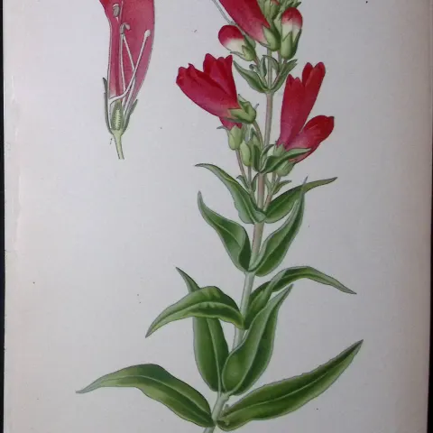 Beard-Tongue Edward Step Rare Antique Botanical Book Plate-209