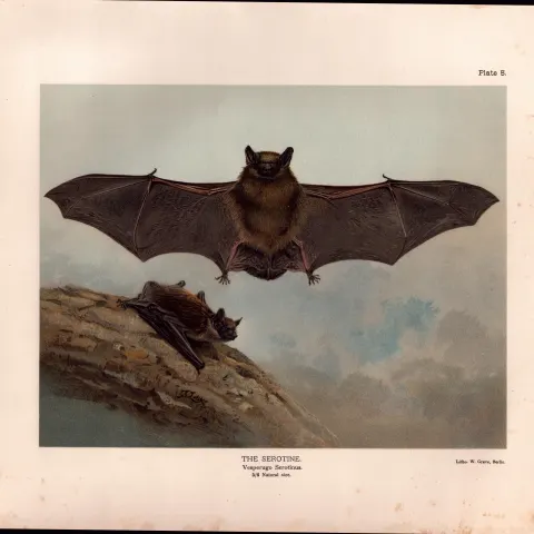The Serotine Bat Rare Limited-Edition  J.G.Millais Coloured Antique Print-63.