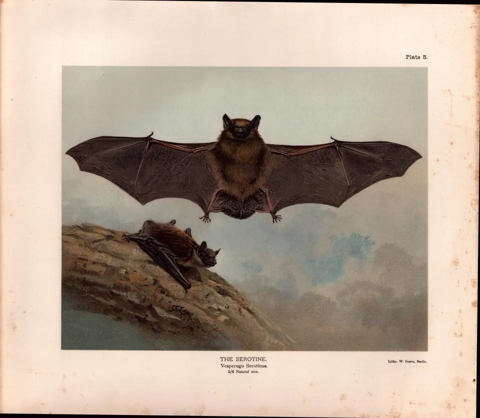 The Serotine Bat Rare Limited-Edition  J.G.Millais Coloured Antique Print-63.