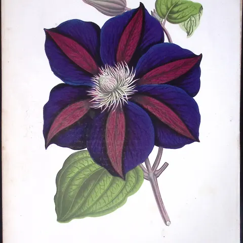 Clematis Flower Antique Shirley Hibbard Greenhouse Coloured Print-25