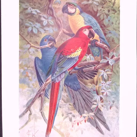 Red And Blue Macaws & Blue And Yellow & Horn Owl Antique Double-Sided Colour Plate-67