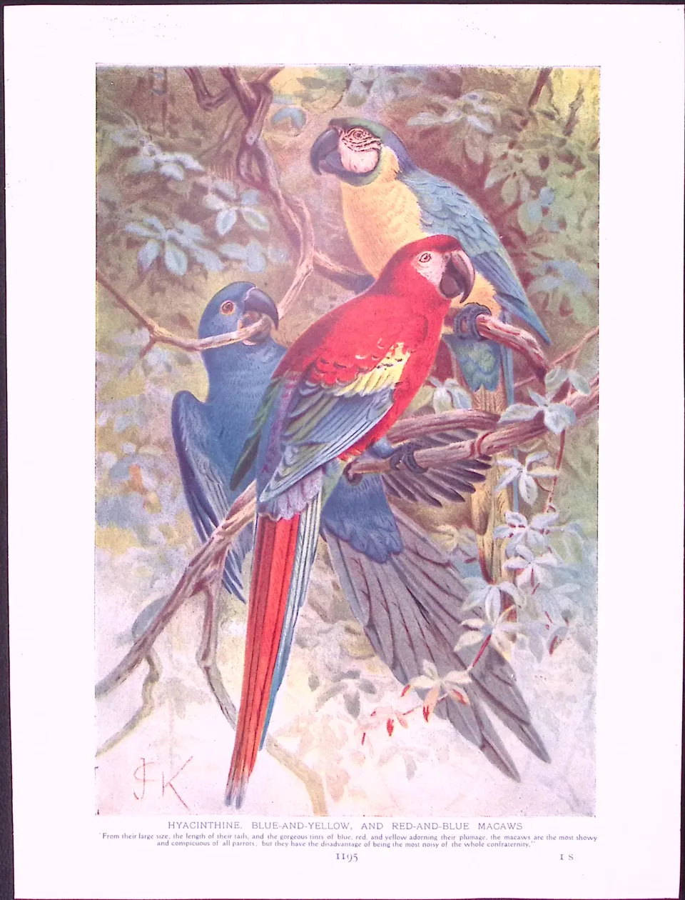 Red And Blue Macaws & Blue And Yellow & Horn Owl Antique Double-Sided Colour Plate-67