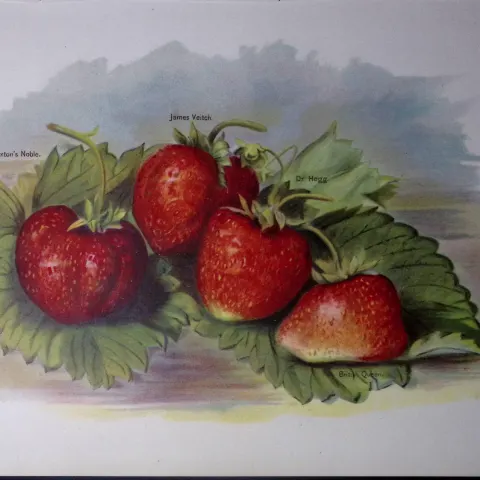 Strawberries- Veitch, Latson’s, Dr Hogg, Antique Mary Rivers Illustration-45