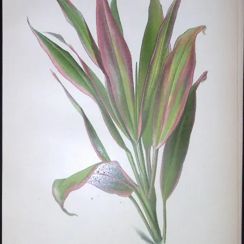 Cordyline Terminalis Edward Step Rare Antique Botanical Book Plate-273