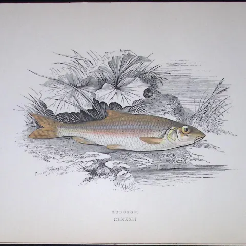 Gudgeon Fish Scarce Antique 1877 J. Couch Woodblock Engraving-128