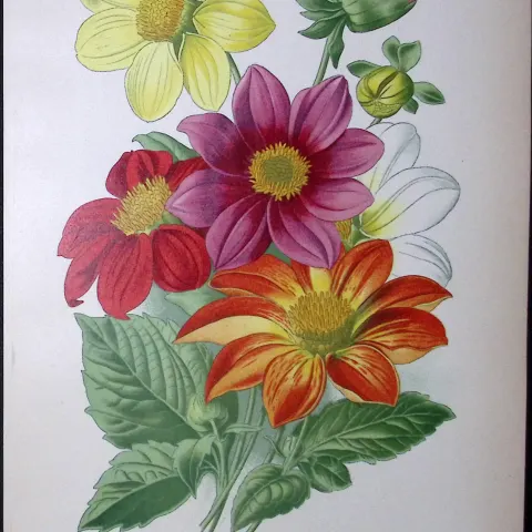Single Dahlia Edward Step Rare Antique Botanical Book Plate-141