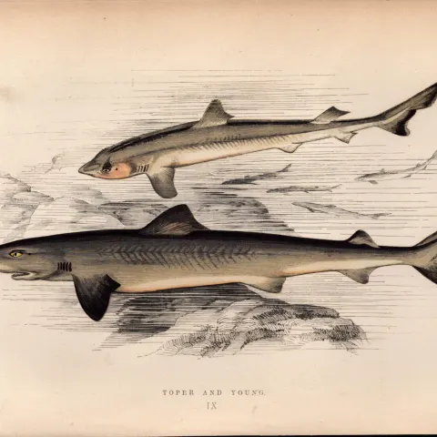 The Tope & Young Shark 1869 Antique Johnathan Couch Coloured Engraving.