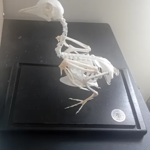 Cased Articulated Osteological Preparation of A Small Columbid (Dove/Pigeon) Skeleton, Mounted On A