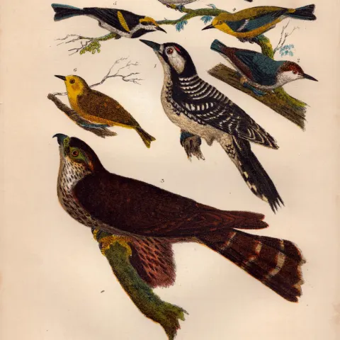 Alexander Wilson Rare American Birds Red Cocaded Woodpecker, Nuthatch, Pigeon Hawk-15.