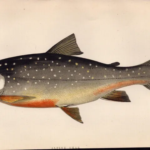 Alpine Char 1869 Antique Johnathan Couch Coloured Fish Engraving.