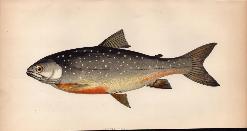 Alpine Char 1869 Antique Johnathan Couch Coloured Fish Engraving.
