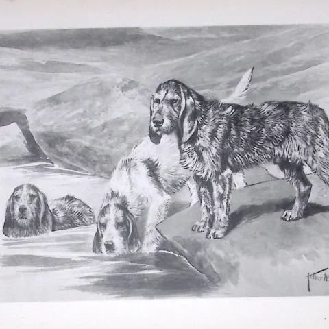Outer Hounds Antique Book Plate Rawdon Lee Modern Dogs 1893-28