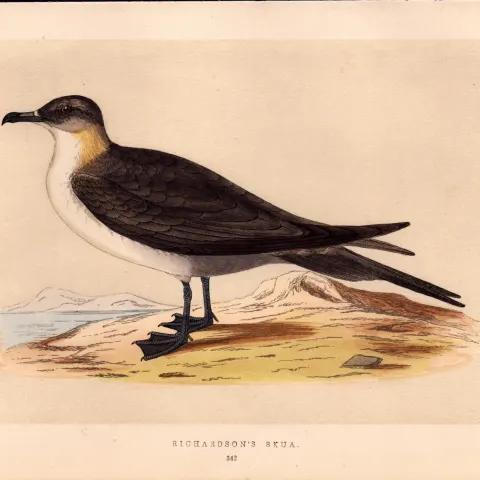 Richardson’s Skua Rev Morris Antique History of British Birds Engraving.