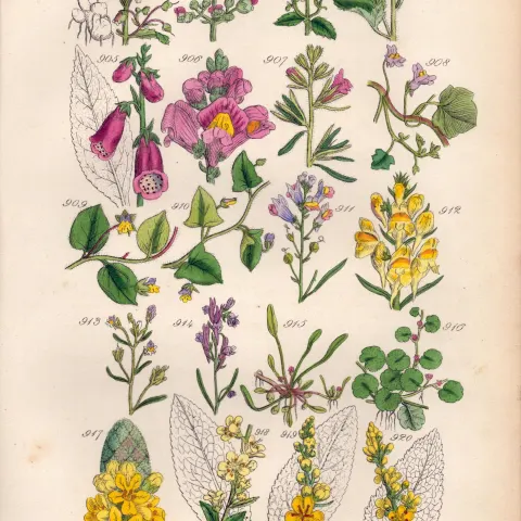 Sowerby Antique Illustration Foxglove, Snapdragon, Fluellen, Toadflax, Mudwort,-46.