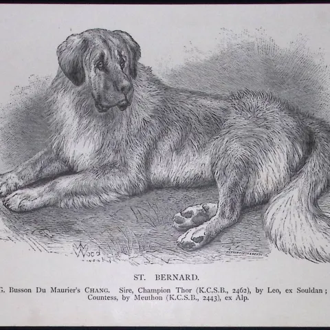 St Bernard British Dogs by Hugh Dalziel 1889 Antique Book Plate-45