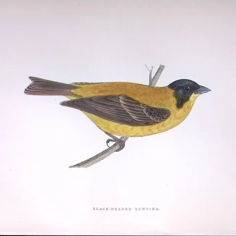 Black Headed Bunting Rev Morris Antique History of British Birds 130 Years-Old Engraving-182