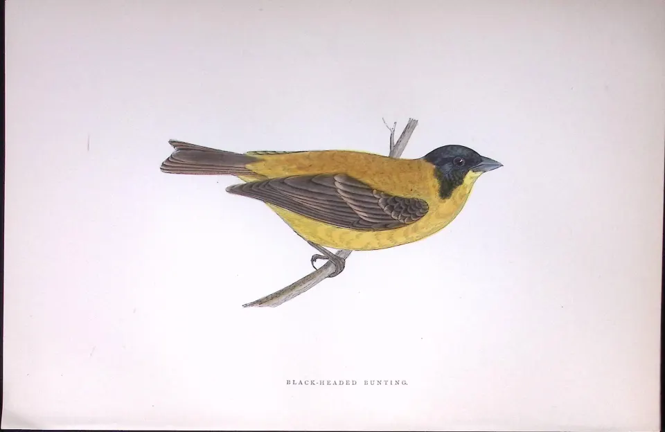 Black Headed Bunting Rev Morris Antique History of British Birds 130 Years-Old Engraving-182