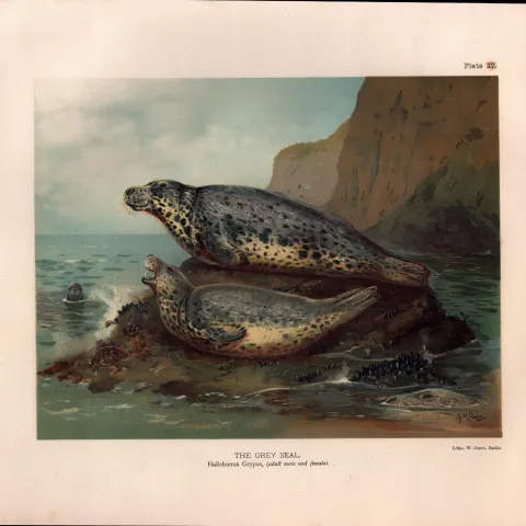 The Grey Seal Male & Female Rare Limited-Edition Coloured Antique Print-46.