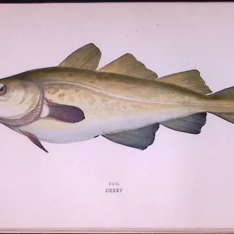 Cod Fish Scarce Antique 1877 Johnathan Couch Woodblock Engraving-19