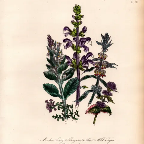 Rare 165-Yr-Old Antique Wildflower Gilt-Edged Illustration Jane Webb Loudon-50.