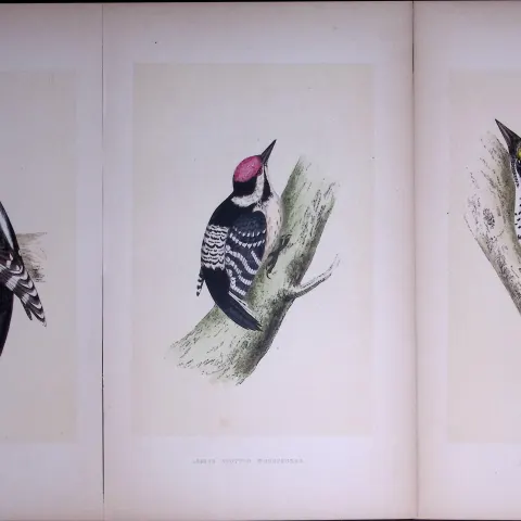 Job-Lot The Woodpecker Family Rev Morris Antique Coloured Birds Engravings-9.