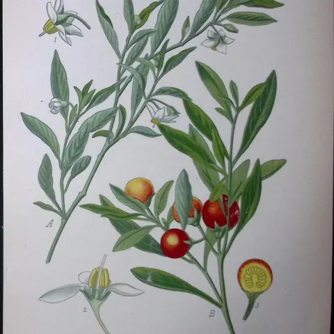 Star Capsicum Flower Edward Step Rare Antique Botanical Book Plate-198