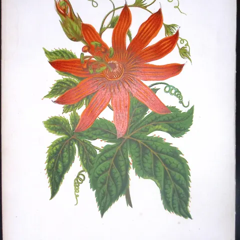 Banana Passionfruit Flower Antique Shirley Hibbard Greenhouse Coloured Print-30