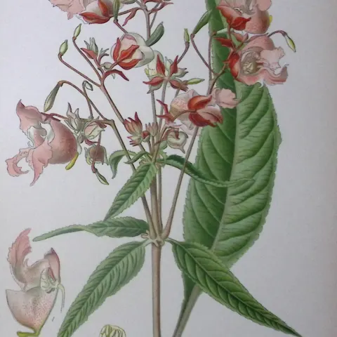 Royle’s Balsam  Edward Step Rare Antique Botanical Book Plate-60
