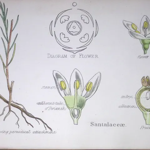 Santalaceae Botanical Flower Diagram Rare Antique First Edition Illustration-73
