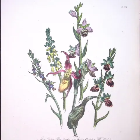 Rare 165-Yr-Old Antique Wildflower Gilt-Edged Illustration Jane Webb Loudon-57-A