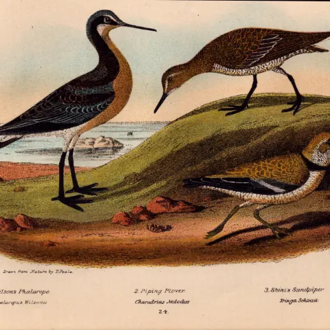 Alexander Wilson Rare American Birds Phalarope, Sandpiper, Plover-24.