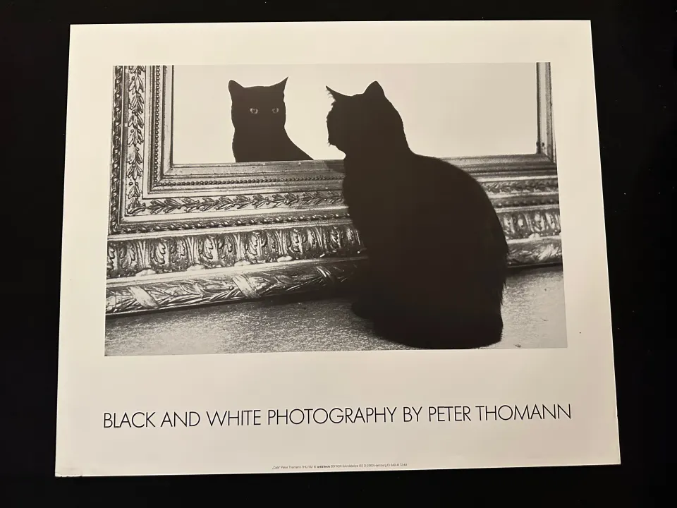 Cats by Peter Thomann