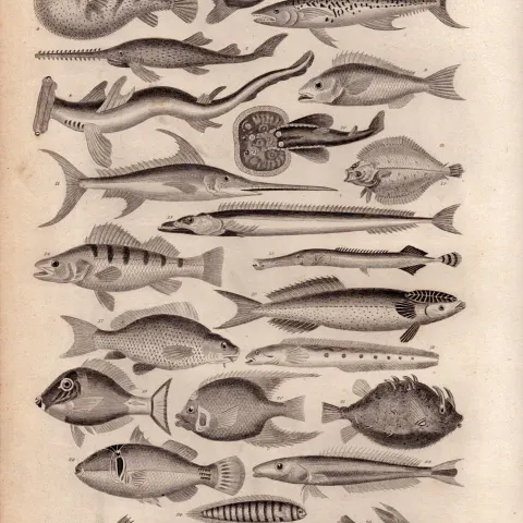 Ichthyology 28 Illustrations Species Marine Fishes Antique 154 Yrs-Old Steel Engraving -4.