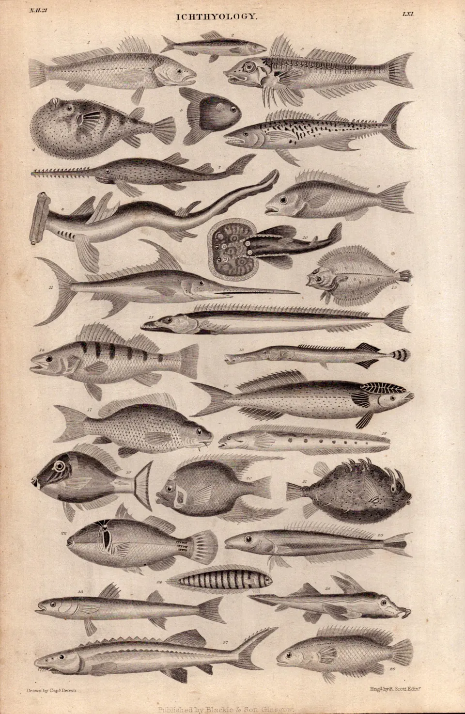 Ichthyology 28 Illustrations Species Marine Fishes Antique 154 Yrs-Old Steel Engraving -4.