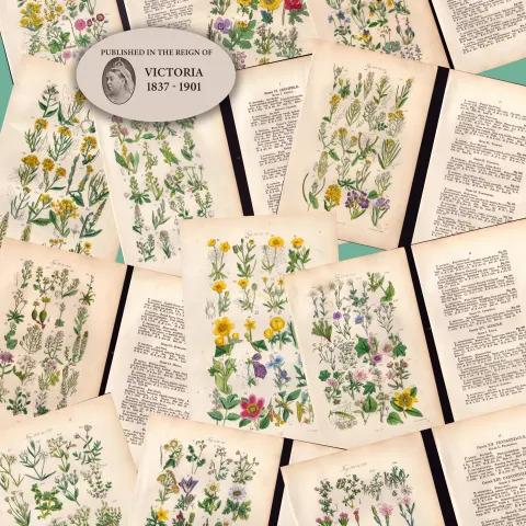 12 British Wild-Flowers  John Sowerby Antique Engraved Prints with Original Hand Colouring-1.