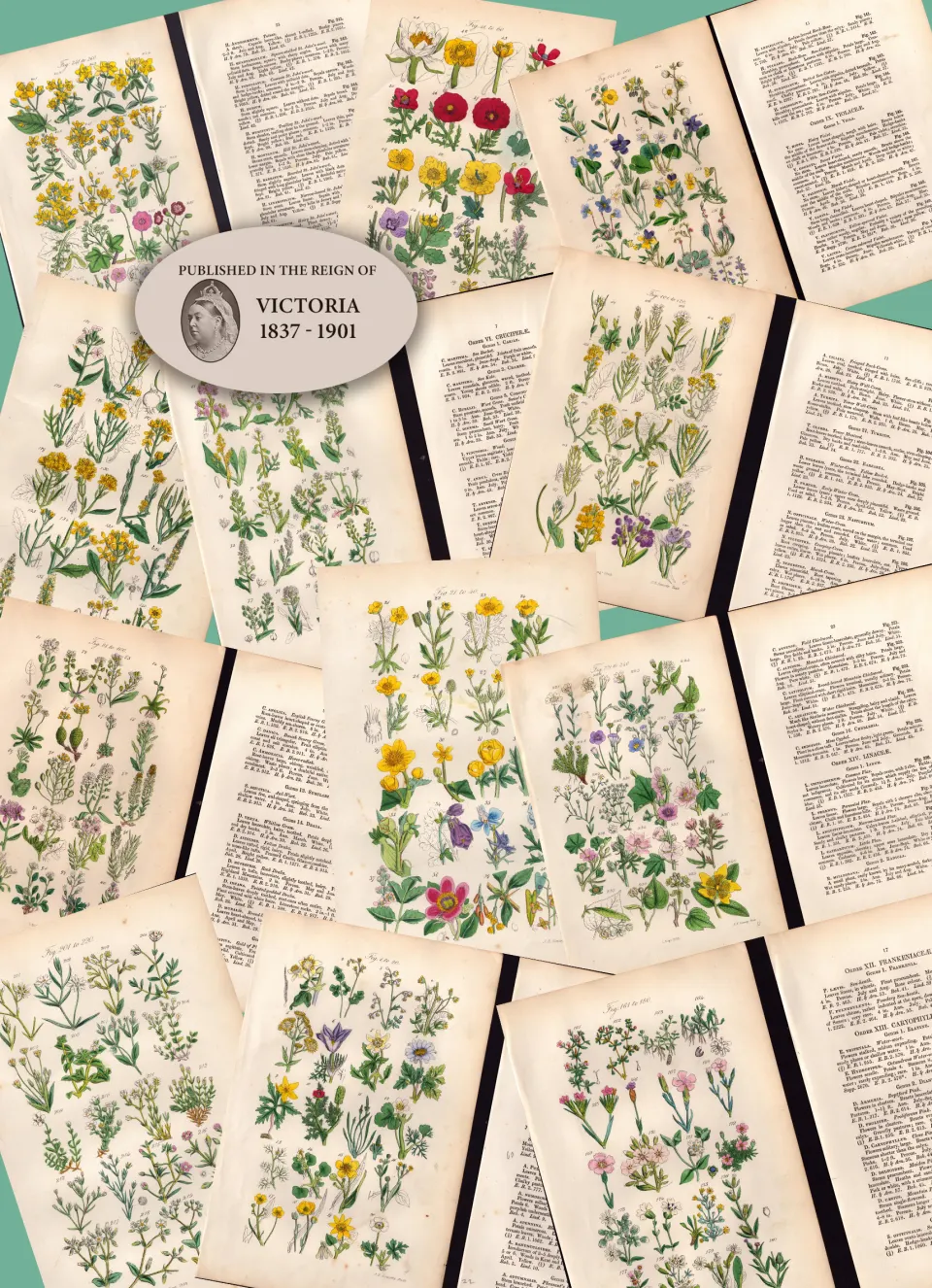 12 British Wild-Flowers  John Sowerby Antique Engraved Prints with Original Hand Colouring-1.