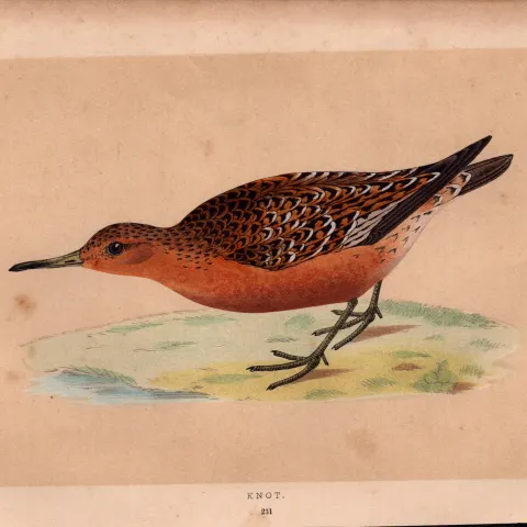 Knot  Rev Morris Antique History of British Birds Engraving.