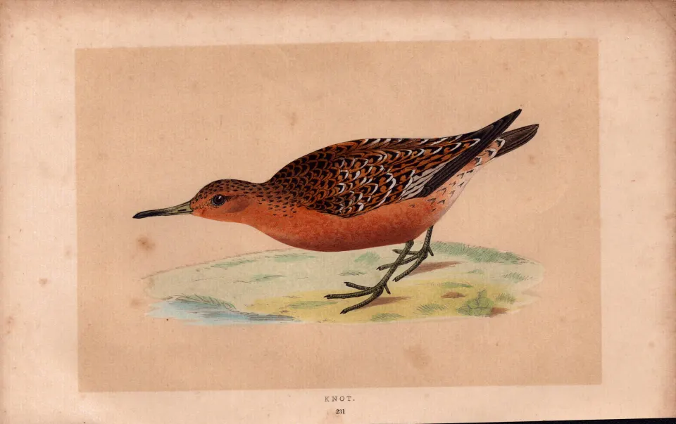 Knot  Rev Morris Antique History of British Birds Engraving.