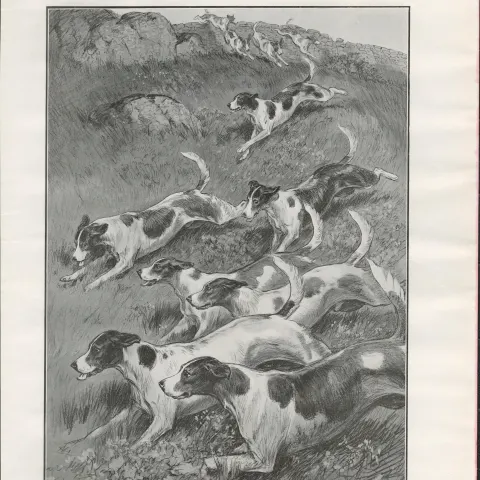 Hounds Race Grasmere  Lake District 1901 Antique Print