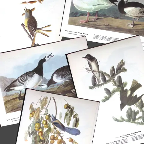 Job-Lot John James Audubon Birds of America 72-Year-Old Coloured Book Plates-33