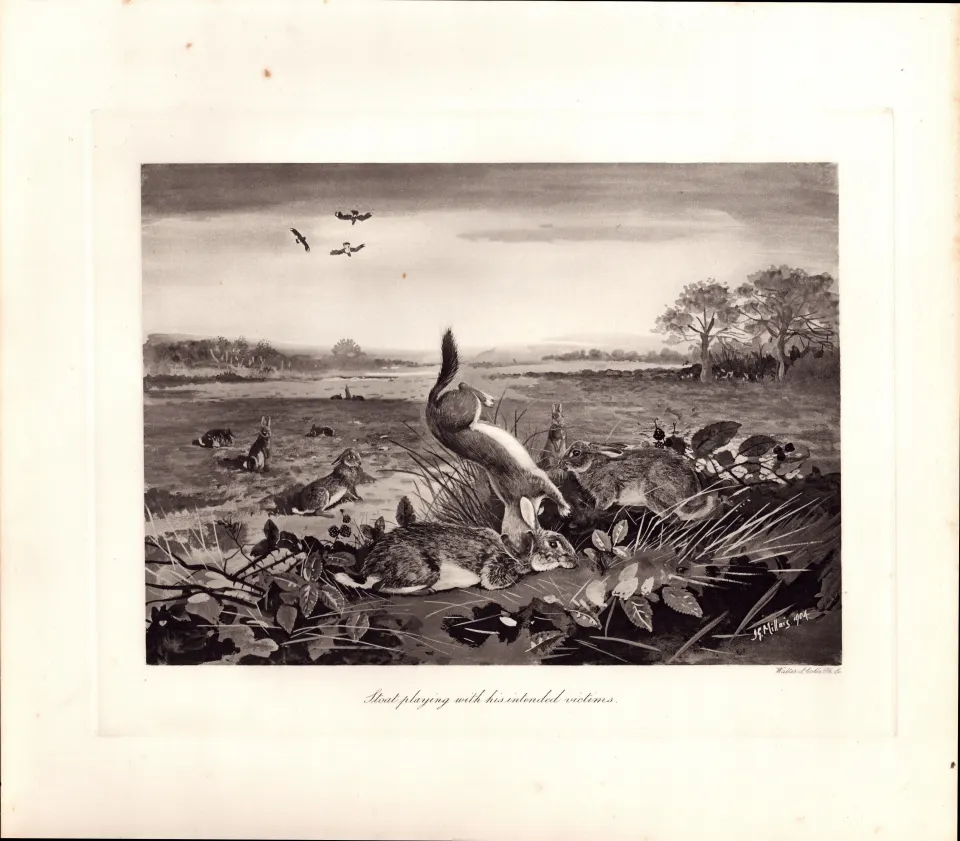 Stoat & Its Intended Victims  Rare Limited-Edition  J.G. Millais,  Antique Print-90.