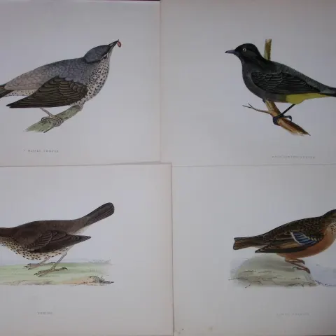 Job-Lot Rev Morris History of British Birds 130 Yrs-Old Antique Engravings-11