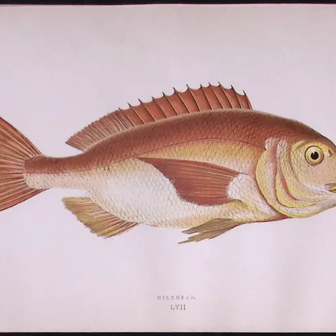 Gilthead Fish Scarce Antique 1877 Johnathan Couch Woodblock Engraving-57