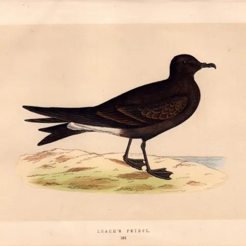 Leach’s Petrel Rev Morris 1857 Antique History of British Birds Engraving.